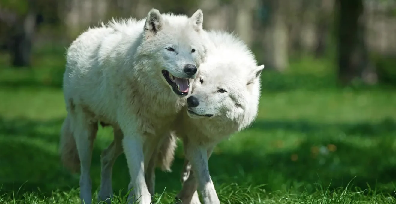 canis lupus arctos.png